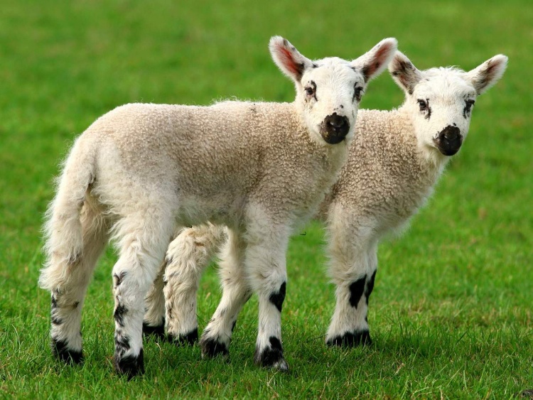 Клонирование в животноводстве