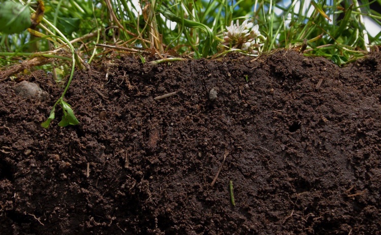 Биодеградация почв