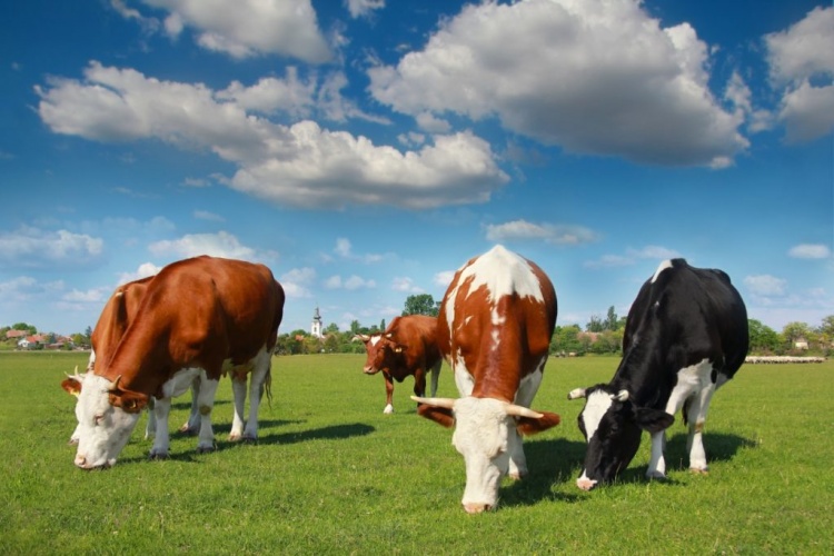 Стоимость одной коровы составляет от 150 до 450 тысяч рублей