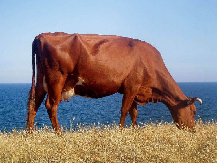 Крупные коровы способны дать больше молока