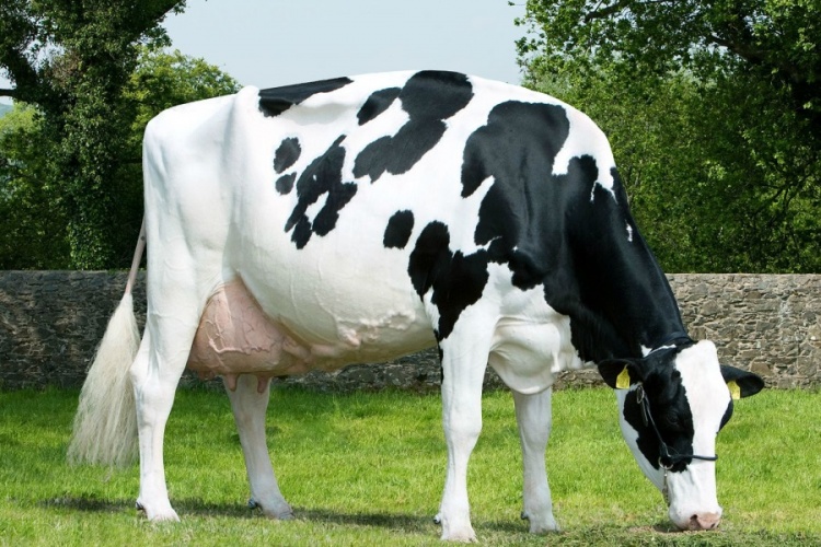 Некоторые породы коров способны давать до 20-30 литров молока в сутки