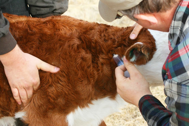 Симптомы и лечение кетоза у коров и КРС- обзор способов и правильное питание