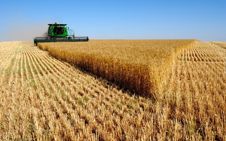 Экспорт российской пшеницы увеличился на 20%