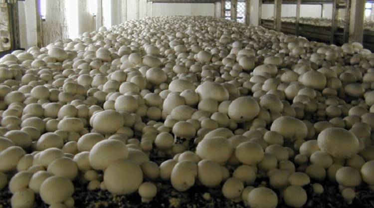 Как выращивают белые грибы в промышленных масштабах?