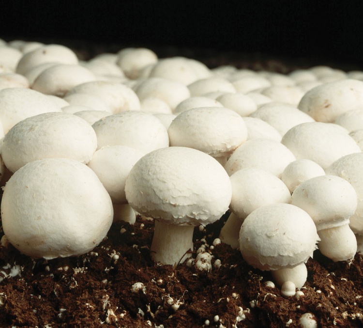 Где выращивают белые грибы в промышленных масштабах