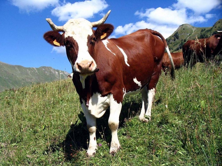 Планируется скрещивание русских пород коров с голландской