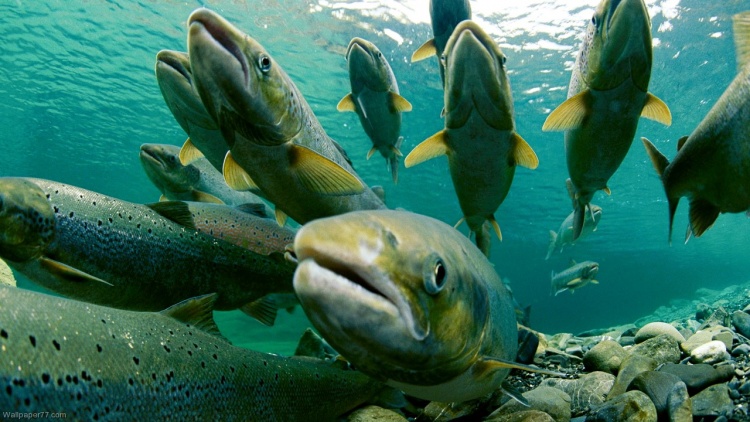 Рыбхозы Норвегии
