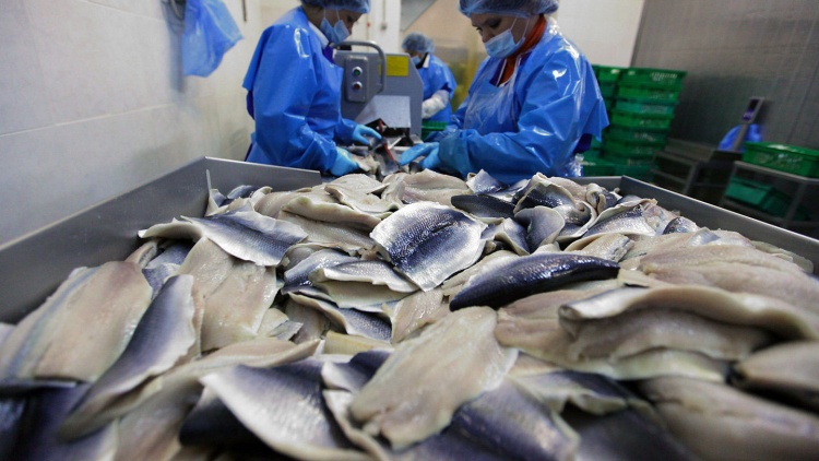 Переработка рыбы в Мурманске