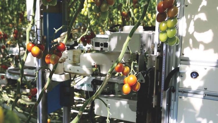 Робот-сборщик от Panasonic: как робототехника может помочь сельскому хозяйству