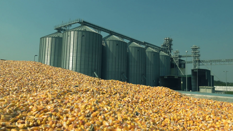 Уборка кукурузы на силос: подробнее о хранении