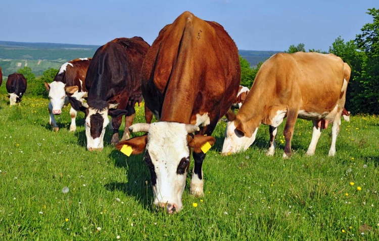 Европейское мясо-молочное производство должно к 2050 году сократиться вдвое