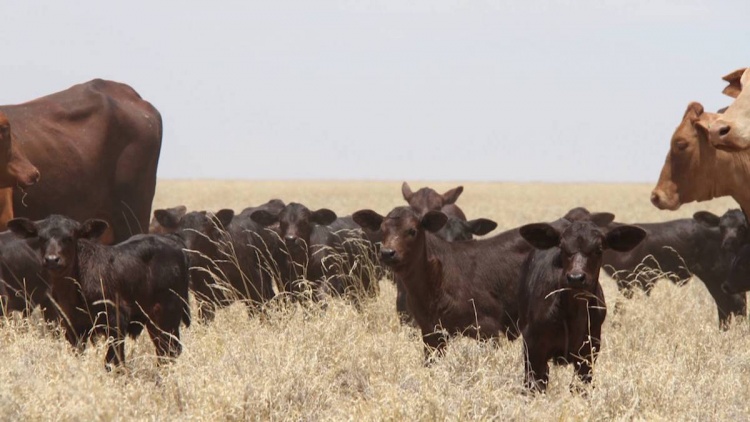Австралийские племенные быки пользуются спросом