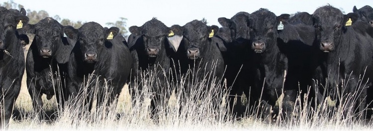 Австралийские племенные быки пользуются спросом