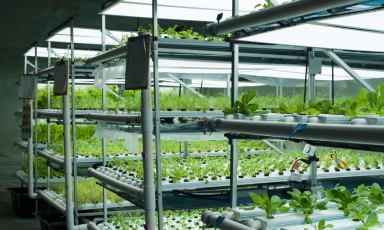 Philips анонсировали новые осветительные решения для растениеводства