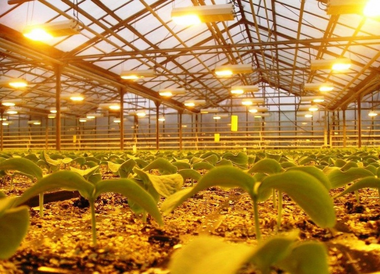 Philips анонсировали новые осветительные решения для растениеводства