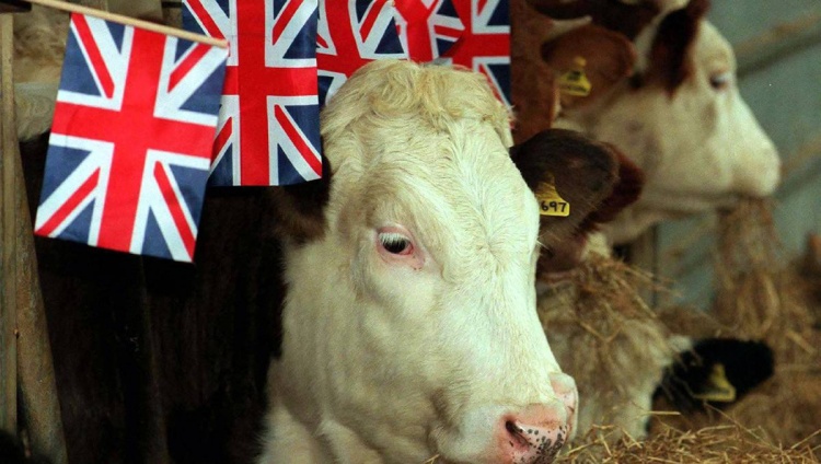 Почему ирландский продовольственный сектор так беззащитен перед &laquo;Brexit без сделки&raquo;