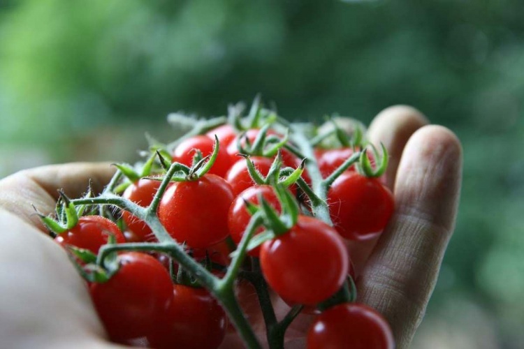 Будущее сферы производства органических продуктов питания в ЕС