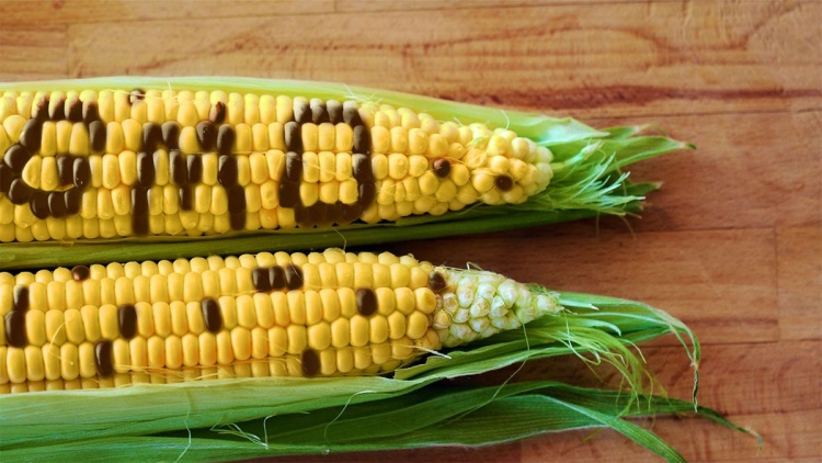 Европейские правила использования ГМО неоправданы