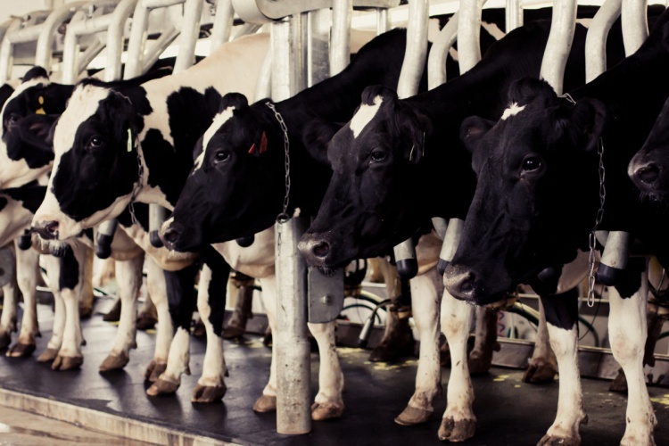 Как заболевания вымени у коров влияют на качество молока