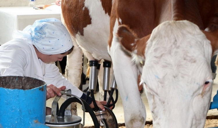 Как заболевания вымени у коров влияют на качество молока