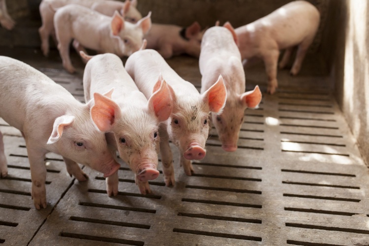 Проблема клостридиоза в свиноводстве