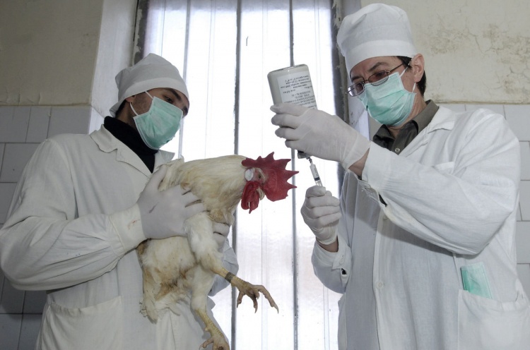 Борьба с птичьим гриппом в птицеводстве