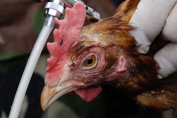 Борьба с птичьим гриппом в птицеводстве