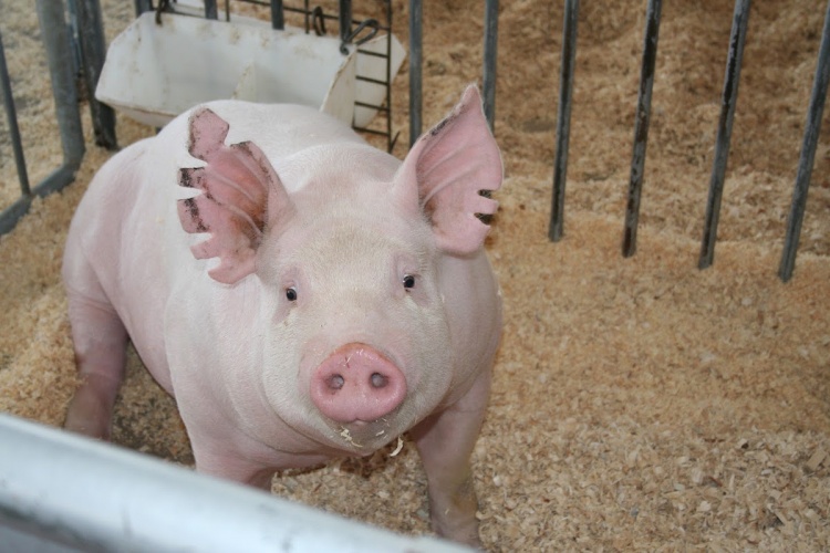 Выставка World Pork Expo отменена из-за риска африканской чумы