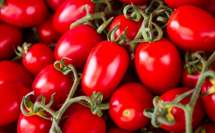 Обзор рынка томатов в мире