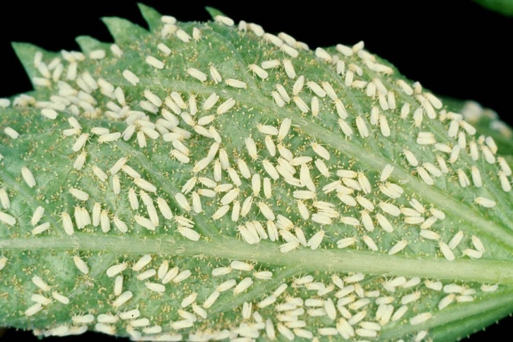 Белокрылка – чем опасен вредитель для растений?