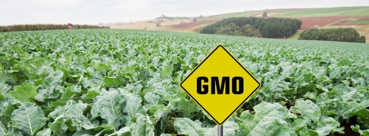 Место ГМО-ингредиентов в системе продовольственного обеспечения