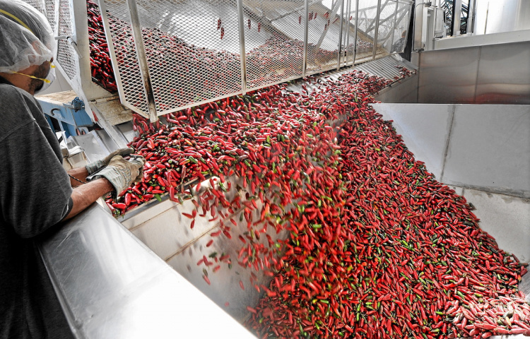 Tomato Sauce Factory
