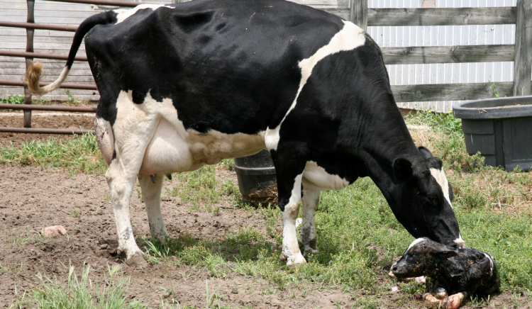 Отел коров: подготовка и особенности