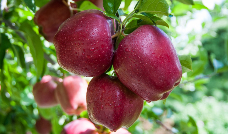 Популярный зимний красный сорт яблок Ред Делишес