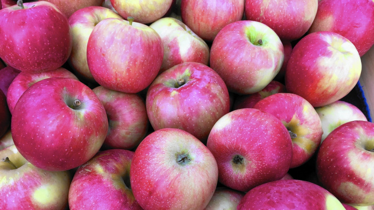 Популярные зимние сорта яблок: когда собирать и как хранить