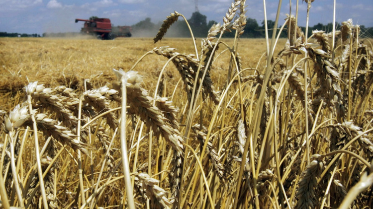Разработан новый метод генетической модификации пшеницы