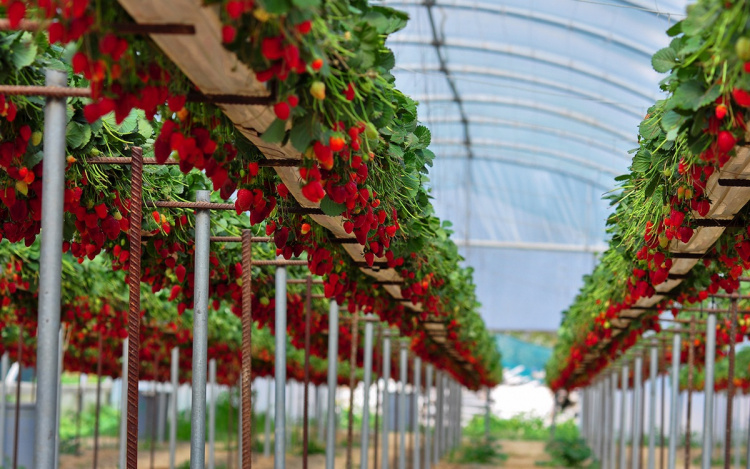 Люминесцентный пластик повышает урожайность тепличных ягод