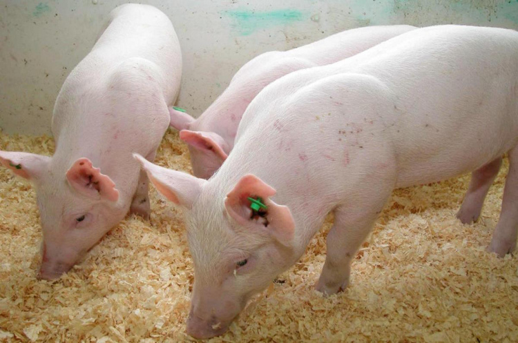ГМО-лейблы на пищевой продукции могут появиться уже в этом году