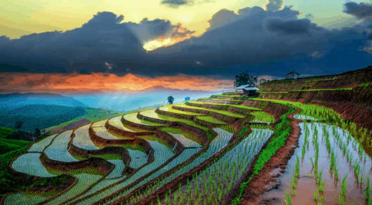 Sustainable Rice Partnership на пути к получению гранта в 100 млн долларов