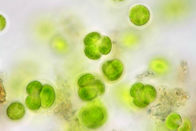 Водоросль Chlamydomonas reinhardtii обеспечивает преимущества для здоровья людей