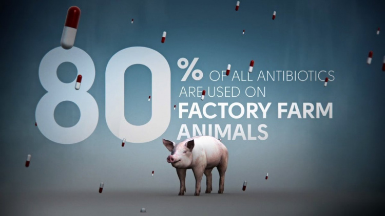 Используемые в животноводстве антибиотики все еще мало изучены