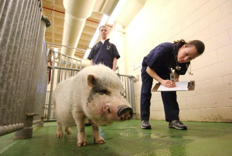 Используемые в животноводстве антибиотики все еще мало изучены