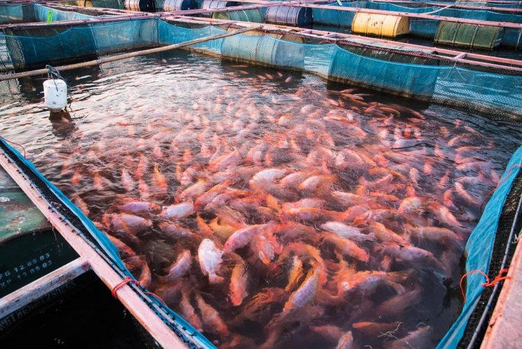 Отрасль морепродуктов имеет огромный потенциал