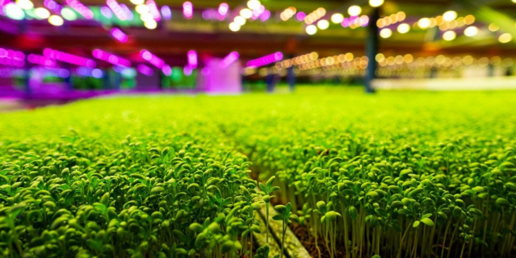 Тонкости выращивания микрозелени - как не допустить ошибок?