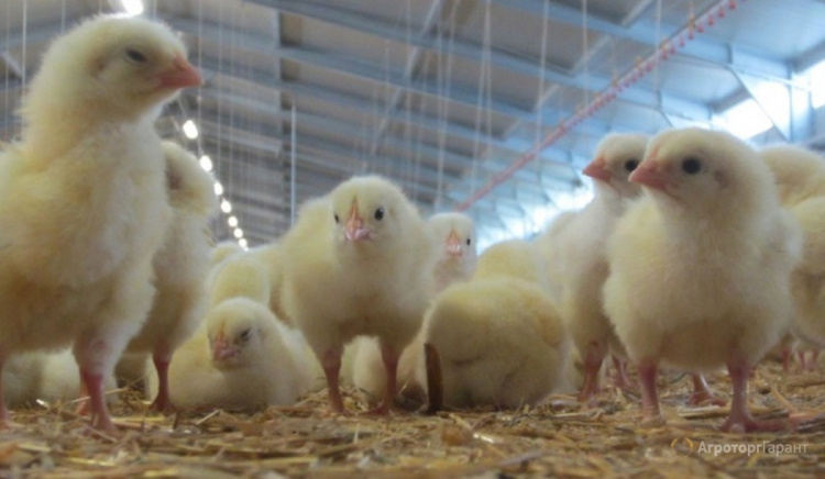 Как построить бизнес на выращивании цыплят-бройлеров