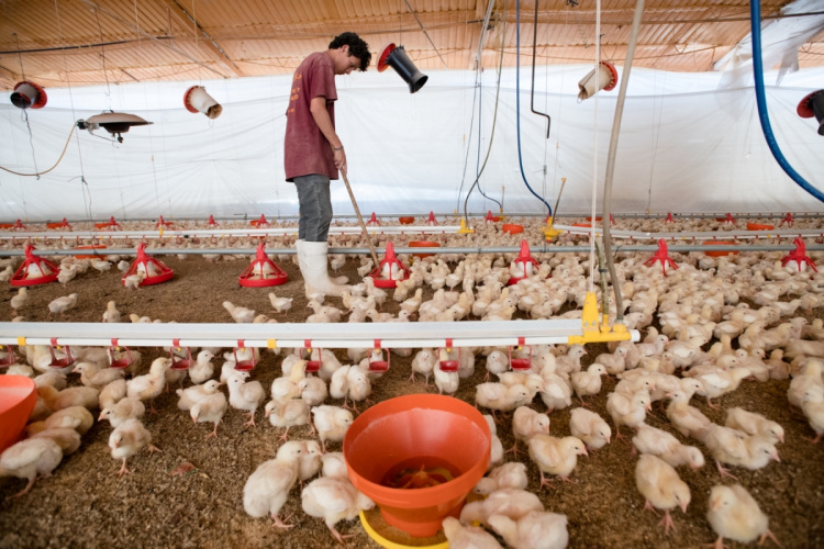 Как построить бизнес на выращивании цыплят-бройлеров