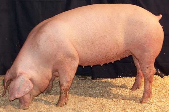 Лакомб-порода-свиней