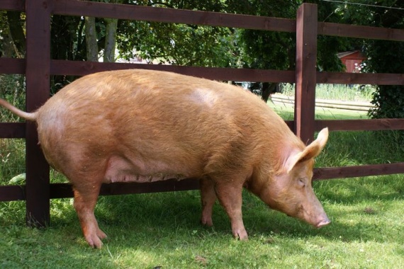Темворс-порода-свиней