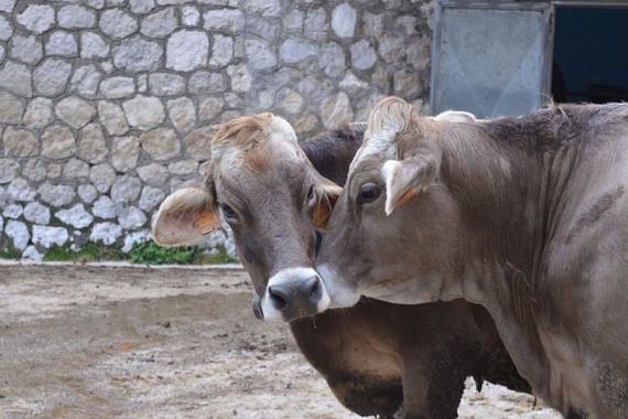 Швицкая порода коров (40 фото)