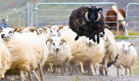 Промышленное скрещивание овец